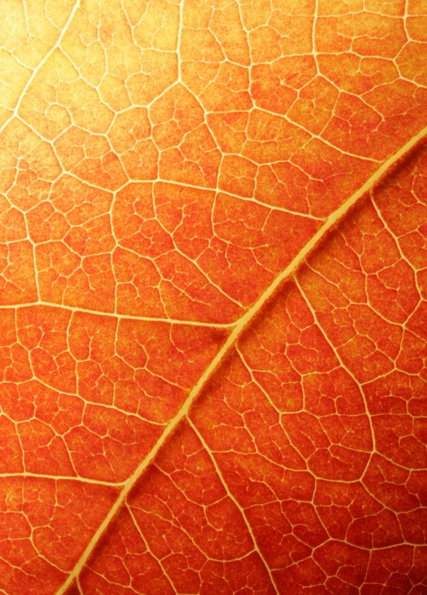orange leaf closeup